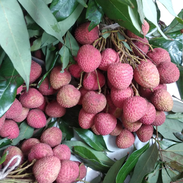 Dinajpurer Lichu